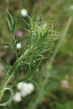 Daucus carota agg. \ Wilde Mhre / Wild Carrot, Queen Anne's Lace, A Seewinkel, Podersdorf 11.7.2023