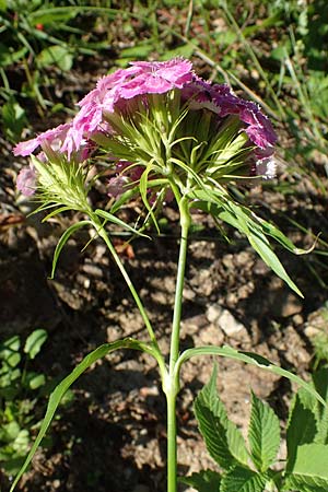 Dianthus barbatus \ Bart-Nelke / Sweet William, A Koralpe, Gressenberg 3.7.2022