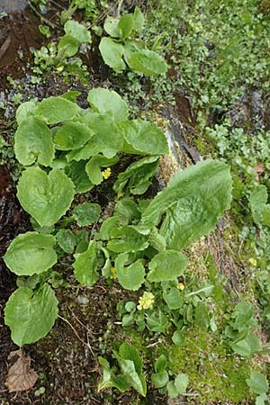 Doronicum cataractarum \ Sturzbach-Gmswurz, A Kärnten, Koralpe 21.5.2016