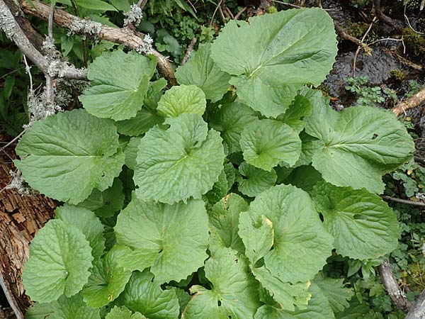 Doronicum cataractarum \ Sturzbach-Gmswurz, A Kärnten, Koralpe 9.8.2016