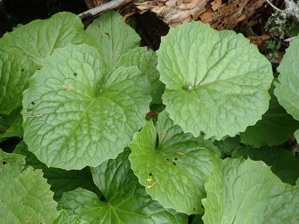 Doronicum cataractarum \ Sturzbach-Gmswurz, A Kärnten, Koralpe 9.8.2016