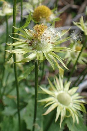 Doronicum cataractarum \ Sturzbach-Gmswurz, A Kärnten, Koralpe 9.8.2016