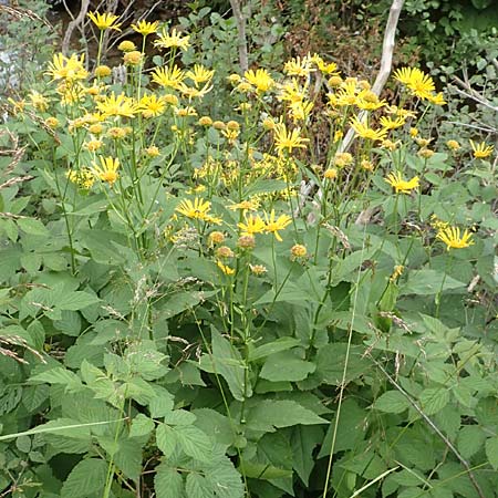 Doronicum cataractarum / Cataract Leopard's-Bane, A Carinthia, Koralpe 9.8.2016