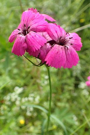 Dianthus carthusianorum subsp. carthusianorum \ Kartuser-Nelke / Carthusian Pink, A Altaussee 9.7.2020