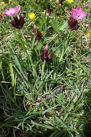 Dianthus carthusianorum subsp. carthusianorum \ Kartuser-Nelke / Carthusian Pink, A Wölzer Tauern, Kleiner Zinken 26.6.2021