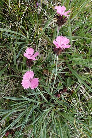 Dianthus carthusianorum subsp. carthusianorum / Carthusian Pink, A Wölzer Tauern, Kleiner Zinken 26.6.2021
