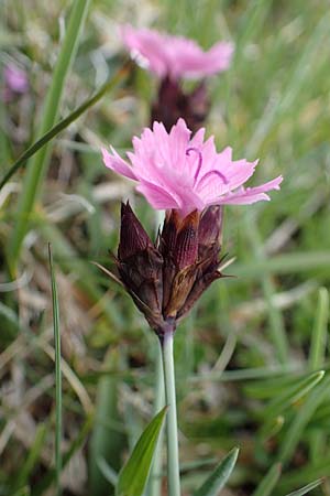 Dianthus carthusianorum subsp. carthusianorum / Carthusian Pink, A Wölzer Tauern, Kleiner Zinken 26.6.2021