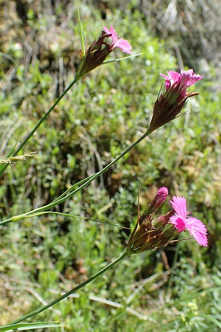 Dianthus carthusianorum subsp. capillifrons / Serpentine Carthusian Pink, A Kraubath (Mur) 27.6.2021