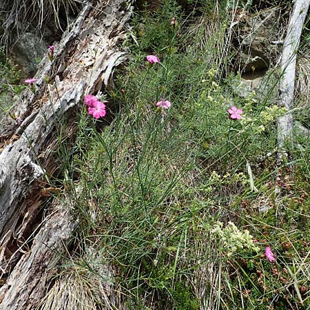 Dianthus carthusianorum subsp. capillifrons \ Schmalblttrige Kartuser-Nelke, Serpentin-Kartuser-Nelke / Serpentine Carthusian Pink, A Kraubath (Mur) 27.6.2021