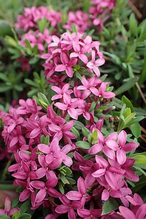 Daphne cneorum \ Rosmarin-Seidelbast, Flaumiger Seidelbast / Garland Flower, A Perchtoldsdorf 7.5.2022