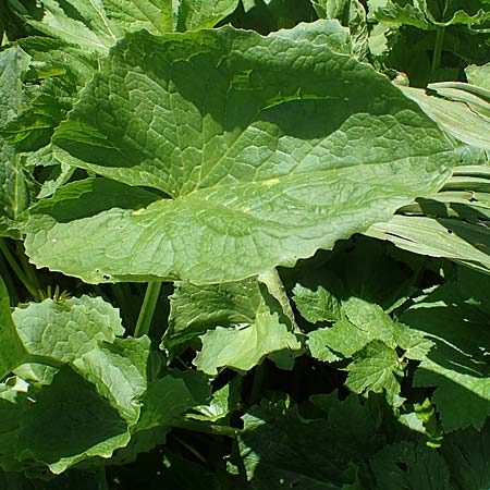 Doronicum cataractarum \ Sturzbach-Gmswurz / Cataract Leopard's-Bane, A Kärnten/Carinthia, Koralpe 1.7.2022