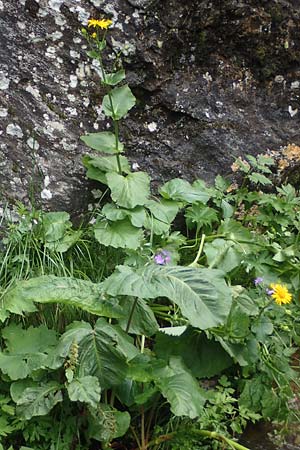 Doronicum cataractarum \ Sturzbach-Gmswurz / Cataract Leopard's-Bane, A Kärnten/Carinthia, Koralpe 4.7.2023