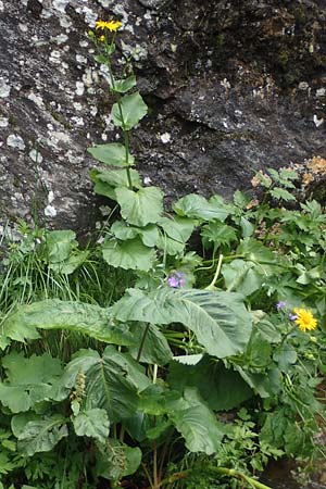 Doronicum cataractarum / Cataract Leopard's-Bane, A Carinthia, Koralpe 4.7.2023