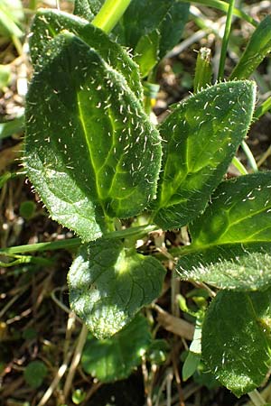 Doronicum glaciale \ Gletscher-Gmswurz, A Nockberge, Klomnock 10.7.2019