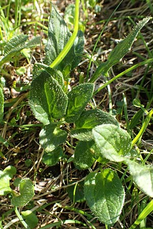 Doronicum glaciale \ Gletscher-Gmswurz / Glacier Leopard's-Bane, A Nockberge, Klomnock 10.7.2019