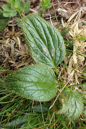 Doronicum glaciale \ Gletscher-Gmswurz / Glacier Leopard's-Bane, A Schneealpe 30.6.2020