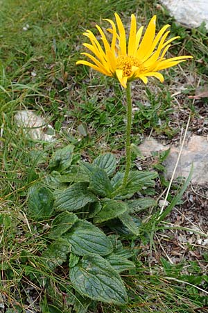 Doronicum glaciale \ Gletscher-Gmswurz / Glacier Leopard's-Bane, A Schneealpe 30.6.2020