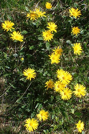 Doronicum glaciale \ Gletscher-Gmswurz, A Seetaler Alpen, Zirbitzkogel 28.6.2021