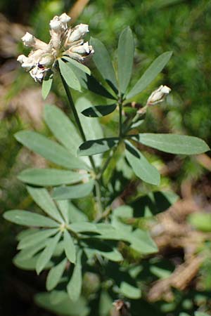 Lotus herbaceus \ Krautiger Hornklee / Herb Bird's-Foot Trefoil, A Bad Vöslau 7.7.2023