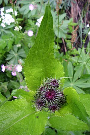 Carduus personata / Great Marsh Thistle, A Turrach 8.6.2008