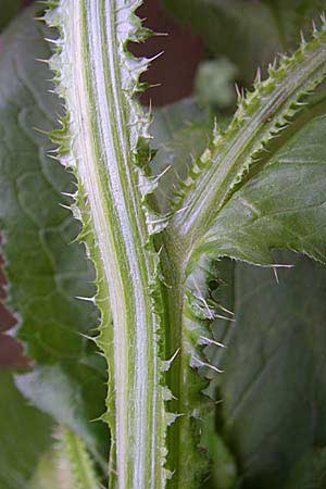 Carduus personata / Great Marsh Thistle, A Malta - Valley 8.6.2008