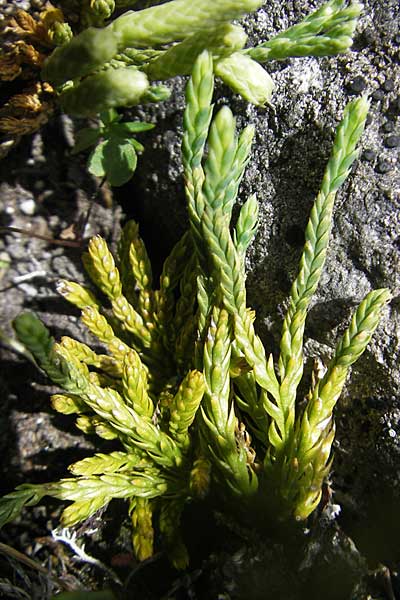 Diphasiastrum alpinum \ Alpen-Flach-Brlapp / Alpine Clubmoss, A Malta - Tal / Valley 19.7.2010