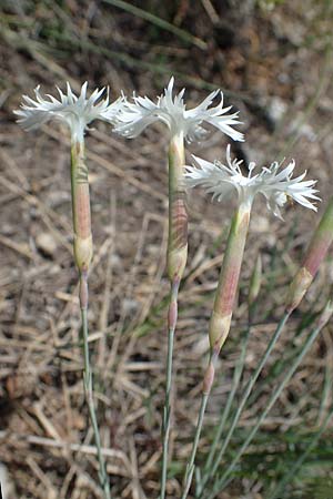 Dianthus lumnitzeri / Lumnitzer's Pink, A Hainburg 14.5.2022