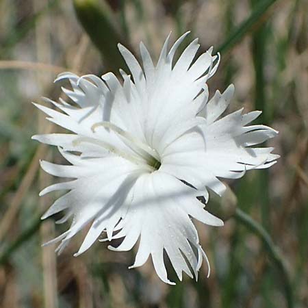 Dianthus lumnitzeri / Lumnitzer's Pink, A Hainburg 14.5.2022