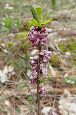 Daphne mezereum \ Seidelbast, A Kärnten, Feistritz im Rosental 17.5.2016