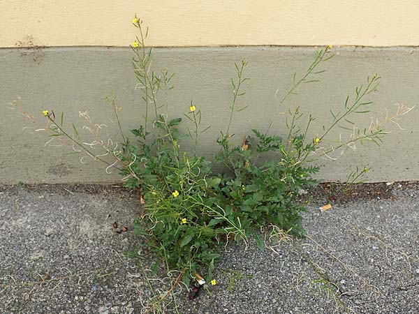 Diplotaxis muralis \ Mauer-Doppelsame / Annual Wall Rocket, A Bruck an der Mur 4.7.2020