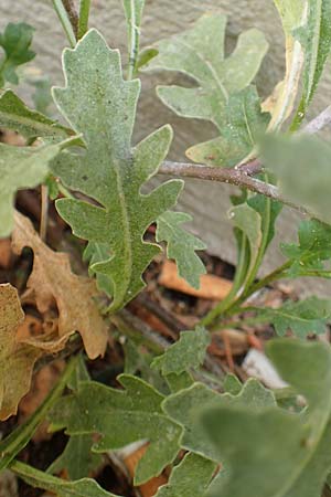 Diplotaxis muralis \ Mauer-Doppelsame / Annual Wall Rocket, A Bruck an der Mur 4.7.2020