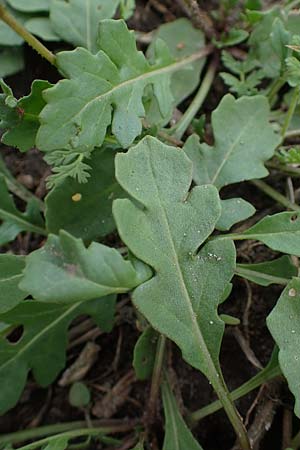 Diplotaxis muralis \ Mauer-Doppelsame / Annual Wall Rocket, A Seewinkel, Podersdorf 28.9.2022