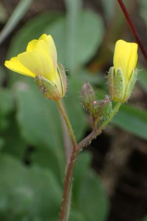 Diplotaxis muralis \ Mauer-Doppelsame / Annual Wall Rocket, A Seewinkel, Podersdorf 28.9.2022