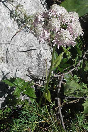 Heracleum austriacum subsp. siifolium \ Merk-Brenklau, Roter sterreich-Brenklau / Red Austrian Hogweed, A Kärnten/Carinthia, Petzen 21.7.2007