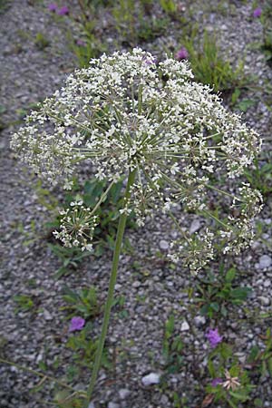 Laserpitium latifolium \ Breitblttriges Laserkraut, A Hengstpass 14.7.2007