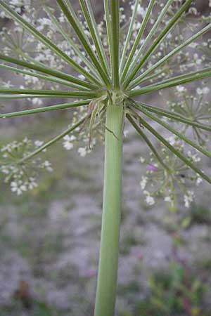 Laserpitium latifolium / Broad-Leaved Sermountain, A Hengstpass 14.7.2007