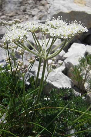 Athamanta cretensis \ Gewhnliche Augenwurz, Alpen-Augenwurz, A Trenchtling 3.7.2010