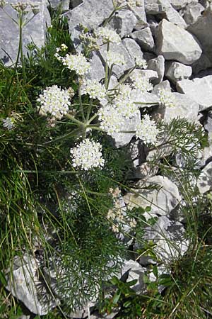 Athamanta cretensis \ Gewhnliche Augenwurz, Alpen-Augenwurz / Candy Carrot, A Trenchtling 3.7.2010