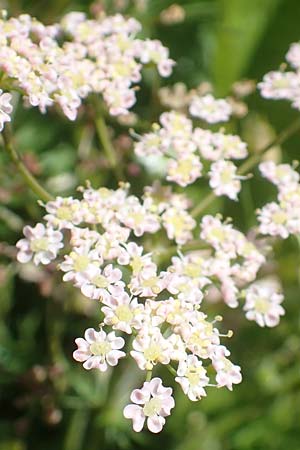 Carum carvi / Caraway, A Carinthia, Petzen 8.8.2016