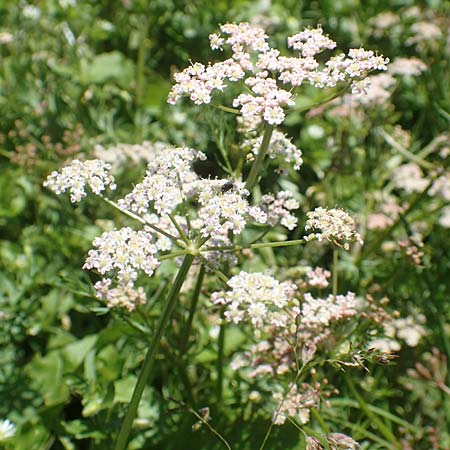 Carum carvi / Caraway, A Carinthia, Petzen 8.8.2016