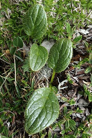 Doronicum glaciale \ Gletscher-Gmswurz / Glacier Leopard's-Bane, A Trenchtling 3.7.2019