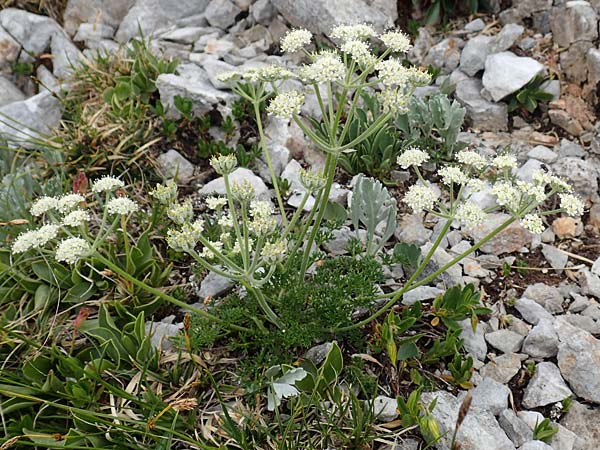 Athamanta cretensis \ Gewhnliche Augenwurz, Alpen-Augenwurz / Candy Carrot, A Trenchtling 3.7.2019