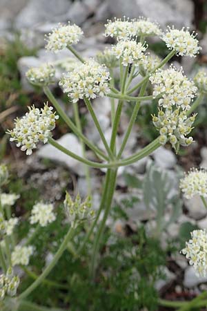 Athamanta cretensis \ Gewhnliche Augenwurz, Alpen-Augenwurz / Candy Carrot, A Trenchtling 3.7.2019