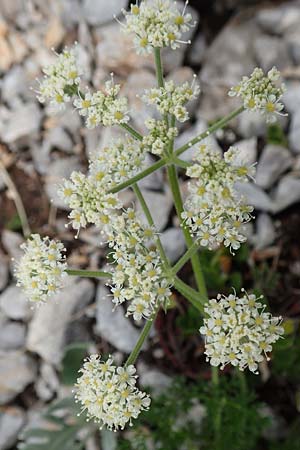 Athamanta cretensis \ Gewhnliche Augenwurz, Alpen-Augenwurz, A Trenchtling 3.7.2019