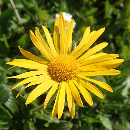 Doronicum glaciale \ Gletscher-Gmswurz / Glacier Leopard's-Bane, A Rax 28.6.2020