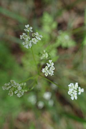 Caucalis platycarpos / Small Bur Parsley, A Krems 7.5.2022