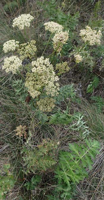 Seseli libanotis \ Heilwurz / Moon Carrot, A Breitenbrunn 24.9.2022