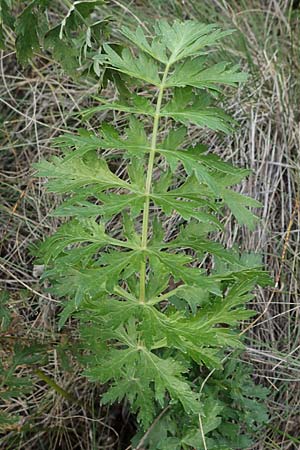 Seseli libanotis \ Heilwurz / Moon Carrot, A Breitenbrunn 24.9.2022