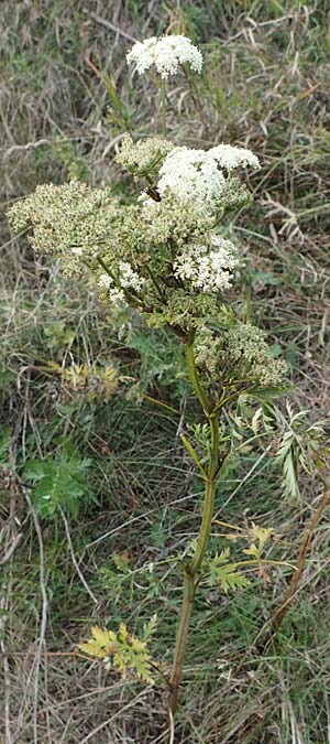 Seseli libanotis \ Heilwurz / Moon Carrot, A Breitenbrunn 24.9.2022