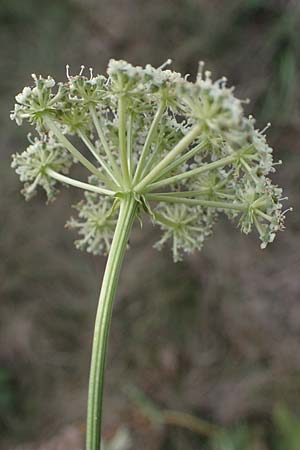 Seseli libanotis \ Heilwurz / Moon Carrot, A Breitenbrunn 24.9.2022